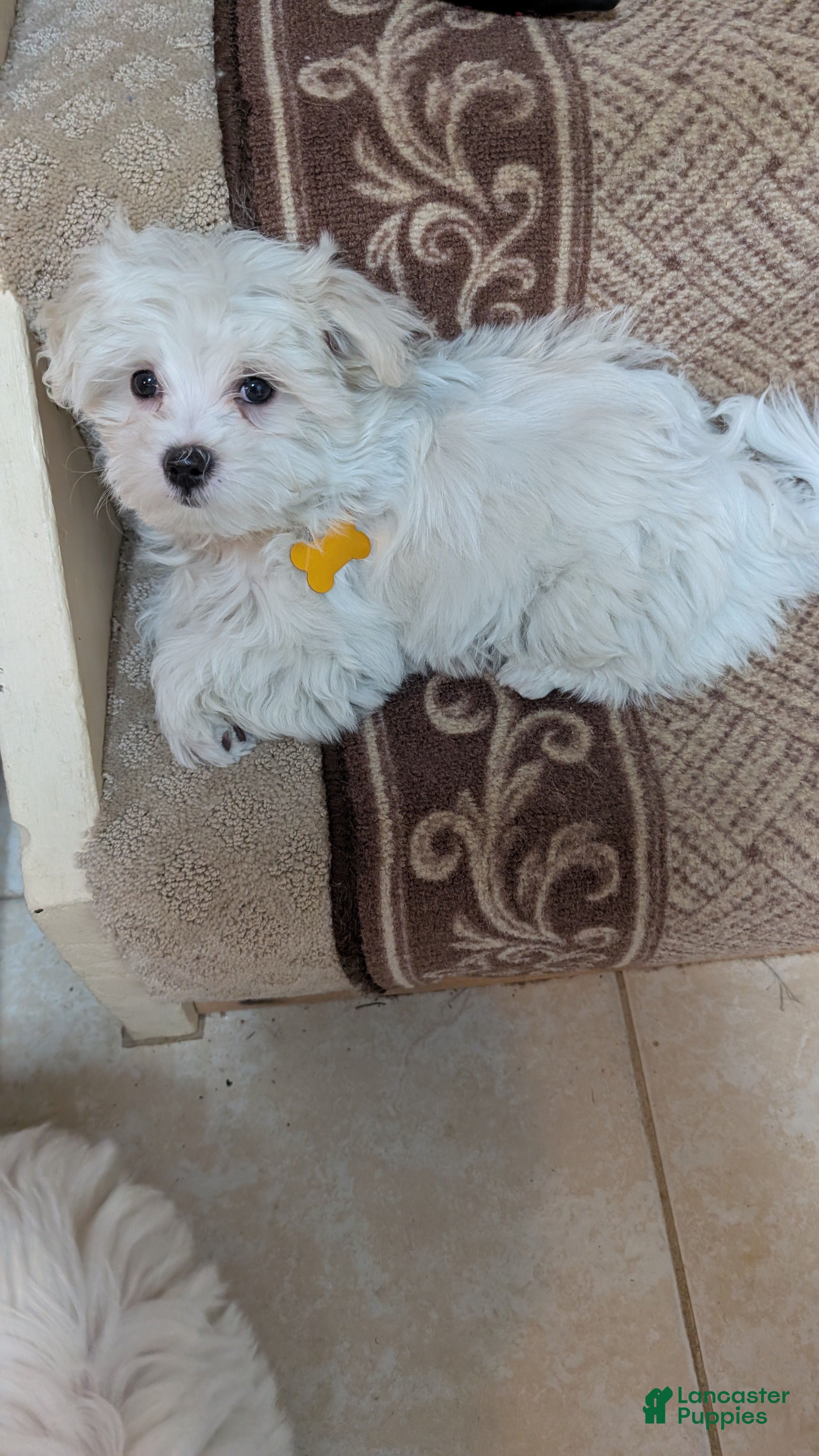 Maltese dogs Maltese Puppy 2 Alex - Ad 19