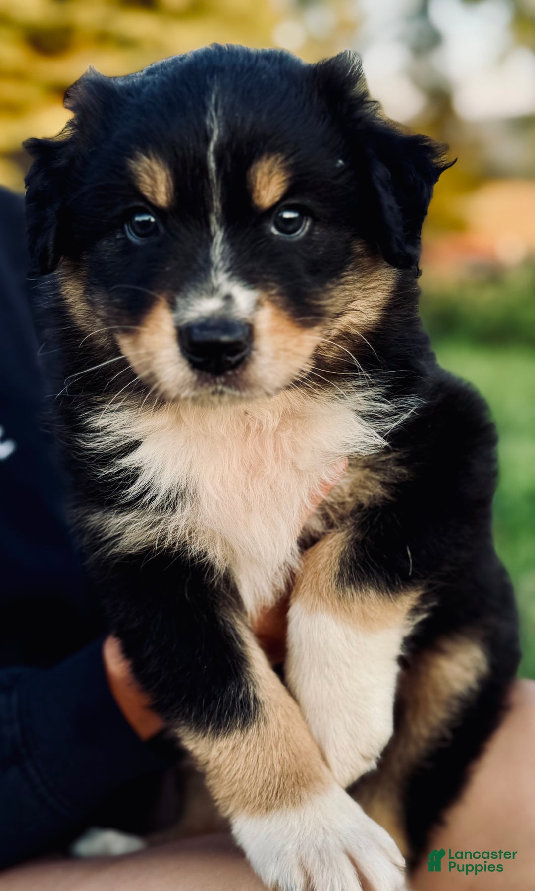 Australian Shepherd dogs for sale: Toothless - Ad 1