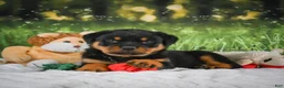 Rottweiler dogs for sale: Kenzie - Ad 14