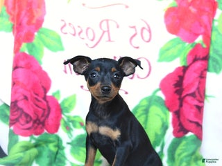 Miniature Pinscher dogs - Ad 21