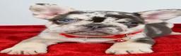French Bulldog dogs for sale: Otis  - Ad 4