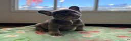 French Bulldog dogs for sale: French Bulldog Puppy 1 - Ad 1