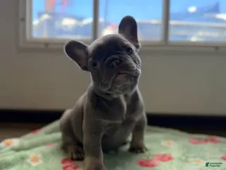 French Bulldog dogs French Bulldog Puppy 1 - Ad 23
