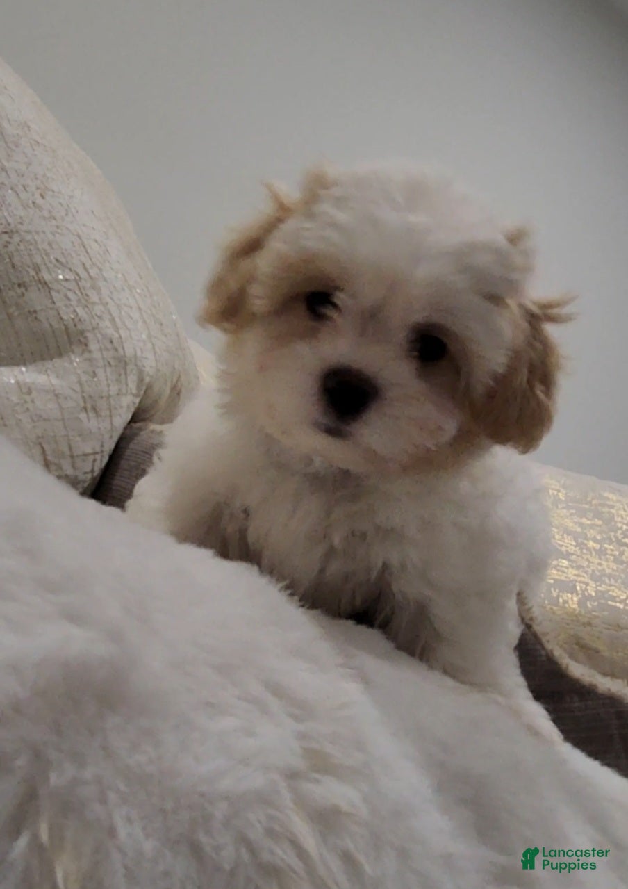 Shihpoo dogs for sale: Prince (Mr. Purple) - Ad 6
