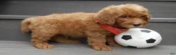 Mini Goldendoodle dogs for sale: Bingo - Ad 3