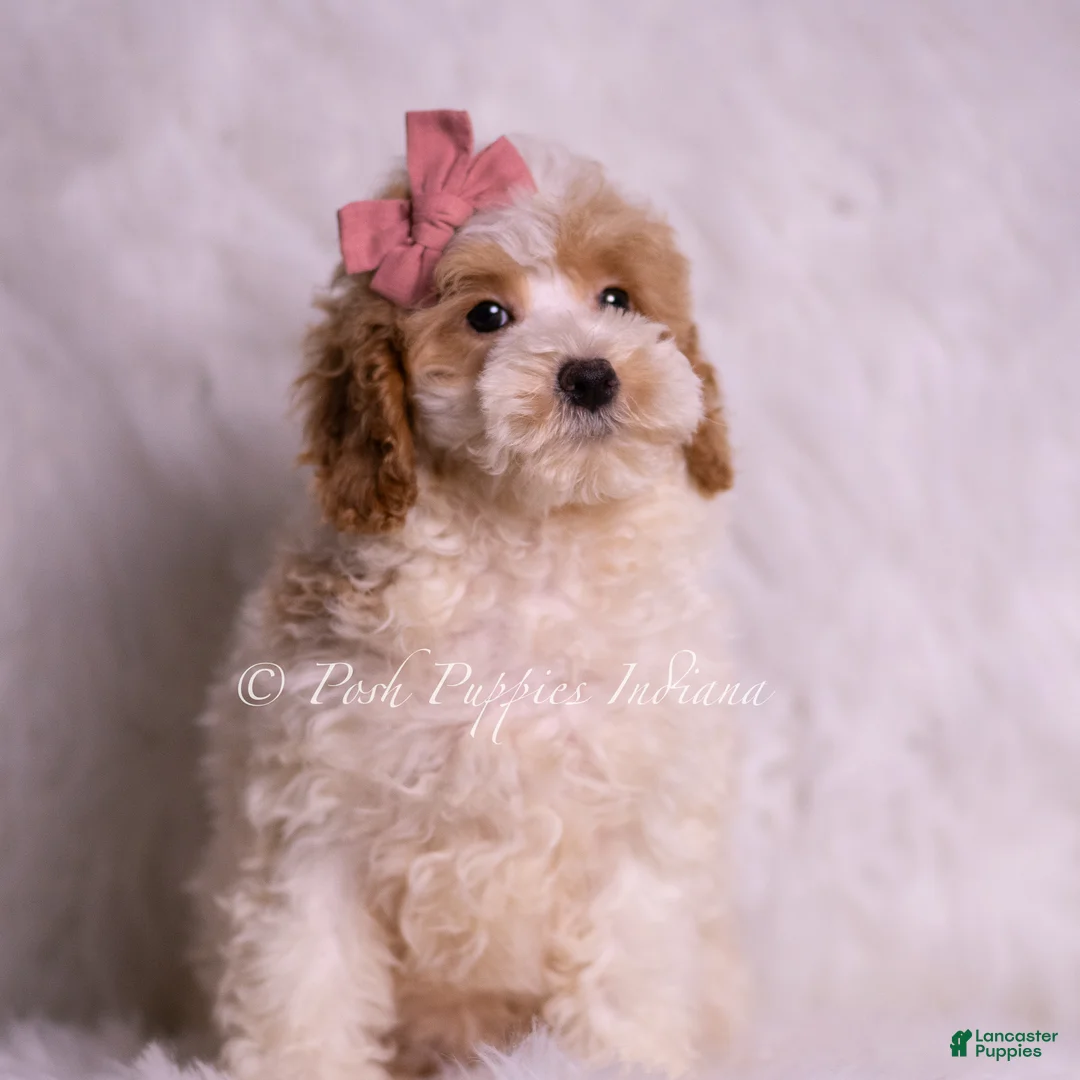Mini Goldendoodle dogs for sale: Bambina - Ad 7