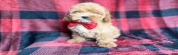 Cockapoo dogs for sale: Rover - Ad 3