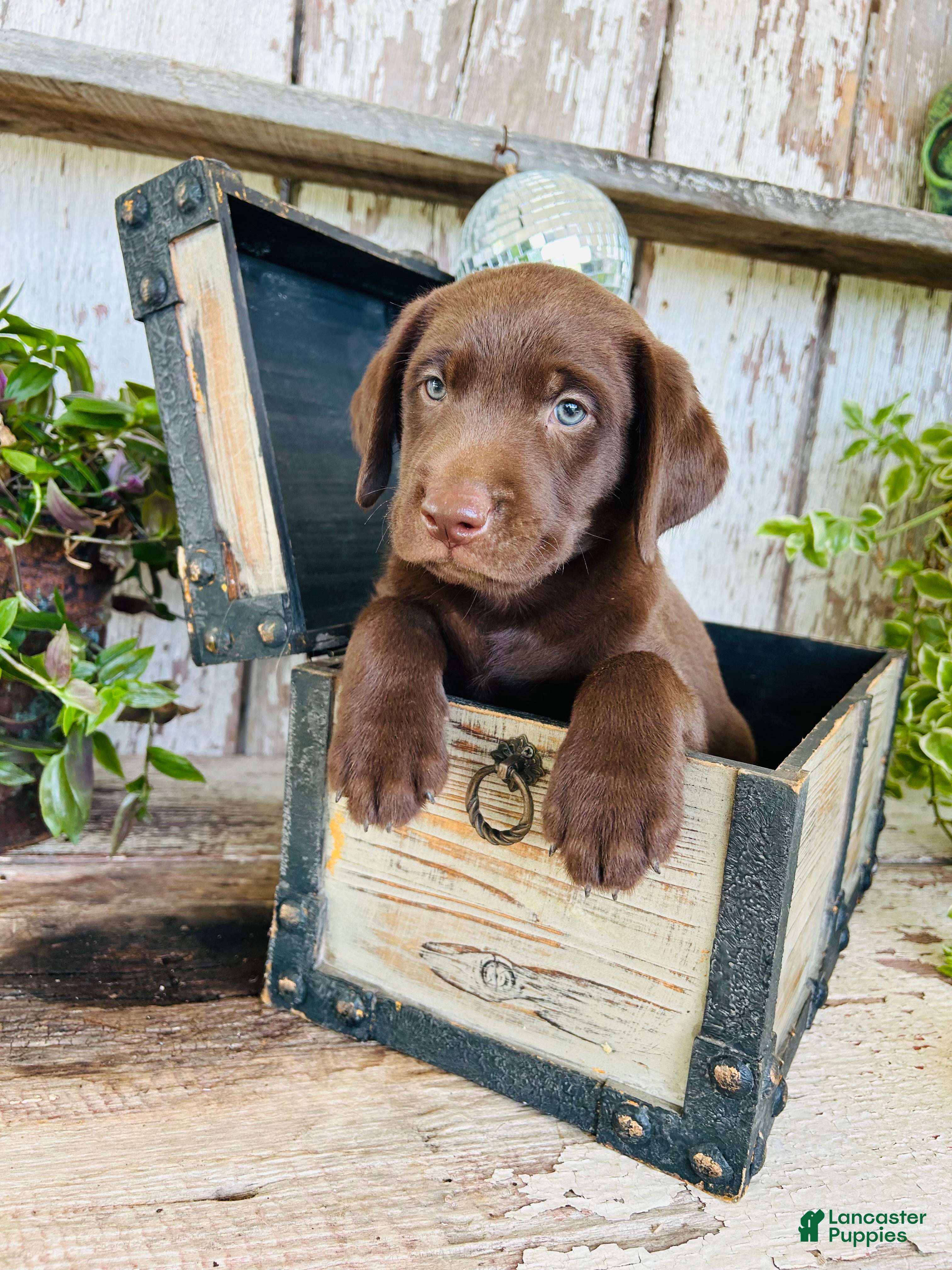 Labrador Retriever dogs Tucker  - Ad 2