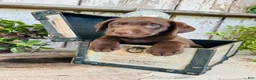 Labrador Retriever dogs for sale: Tucker  - Ad 2
