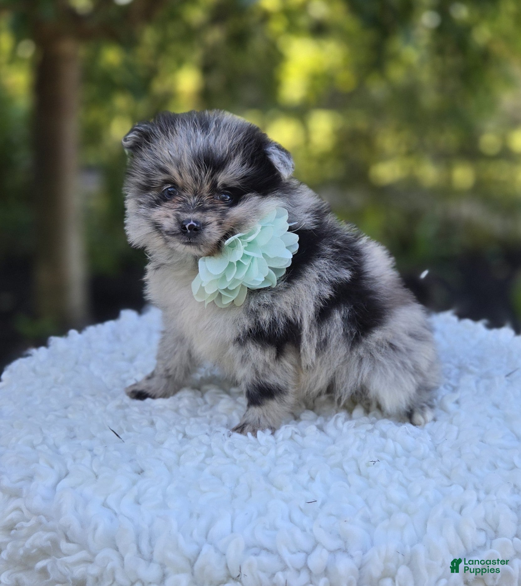 Pomeranian dogs Nora - Ad 1