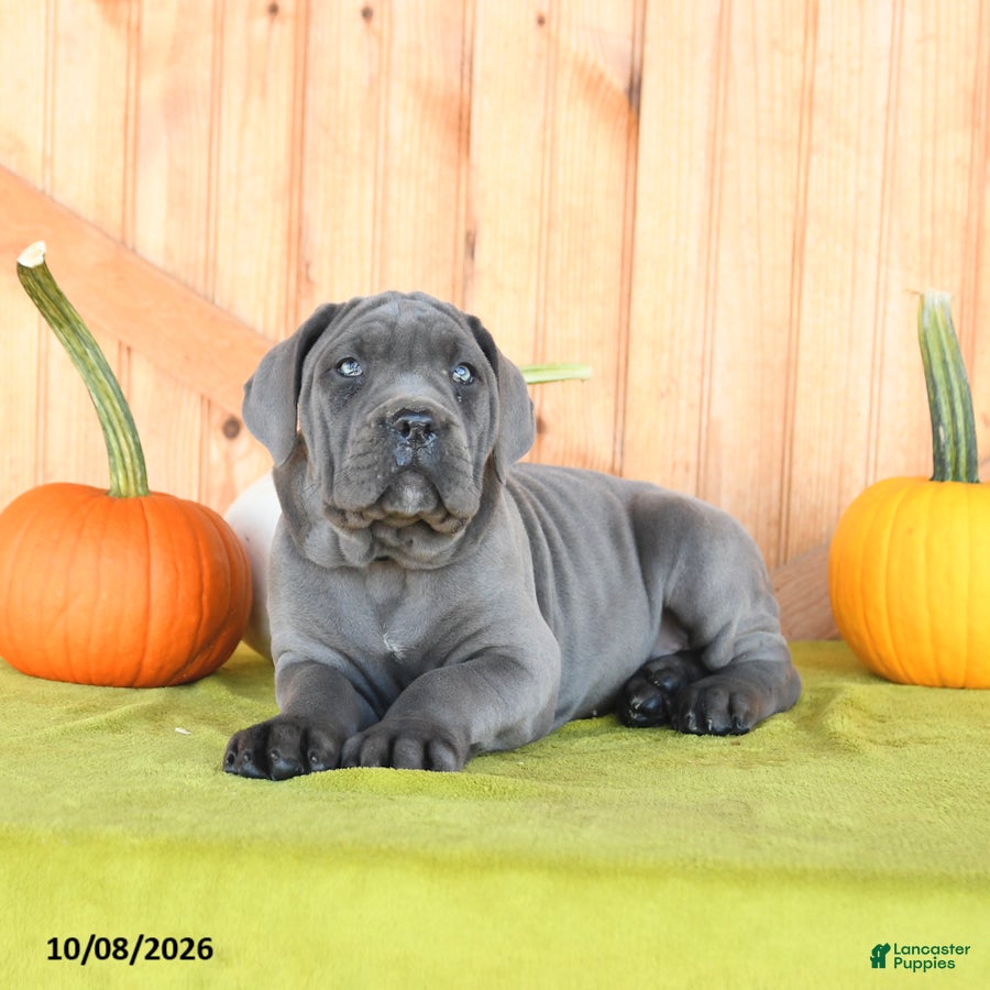 Cane Corso dogs Cora  - Ad 2