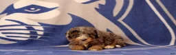 Mini Bernedoodle dogs for sale: Elliot - Ad 4
