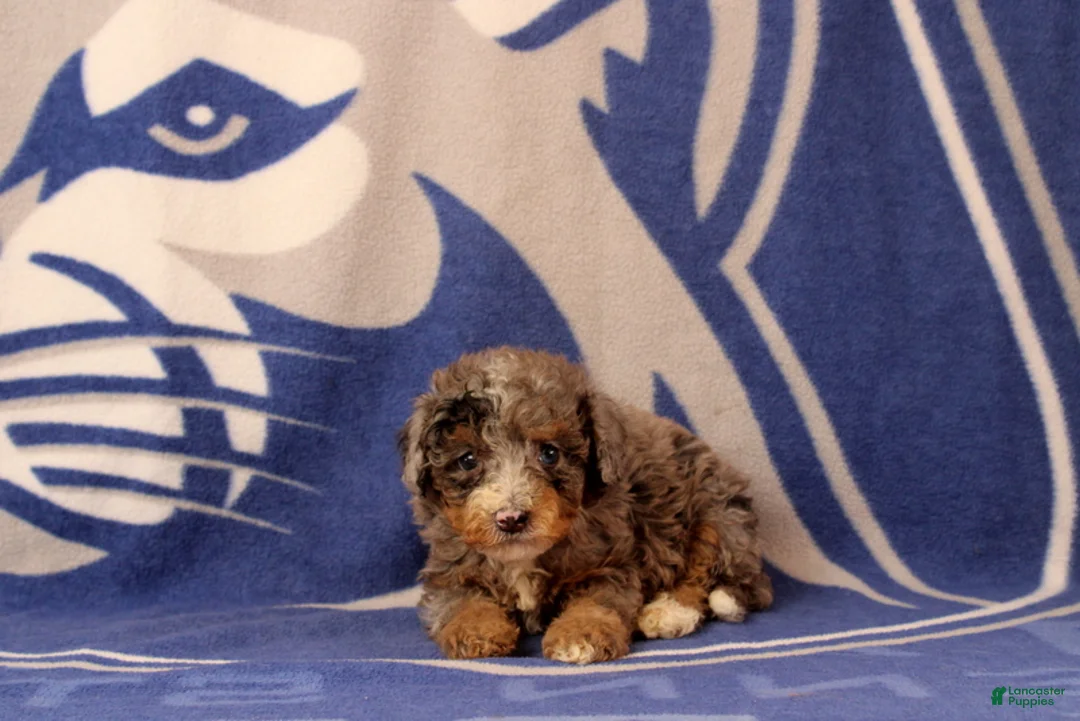 Mini Bernedoodle dogs for sale: Elliot - Ad 4