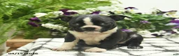 Boston Terrier dogs for sale: Mia  - Ad 1