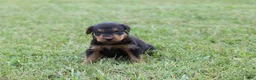 Airedale Terrier dogs for sale: AKC Remmy  - Ad 3
