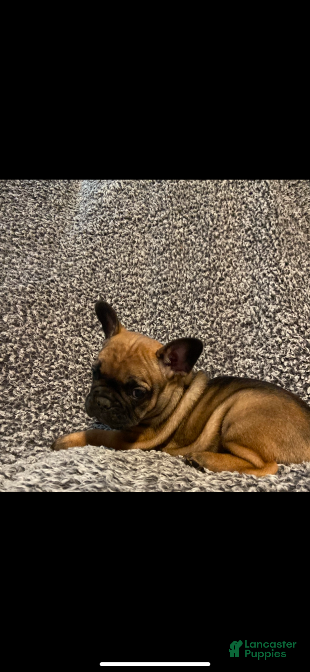 French Bulldog dogs for sale: Gus  - Ad 1