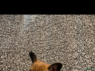 French Bulldog dogs Gus - Ad 28