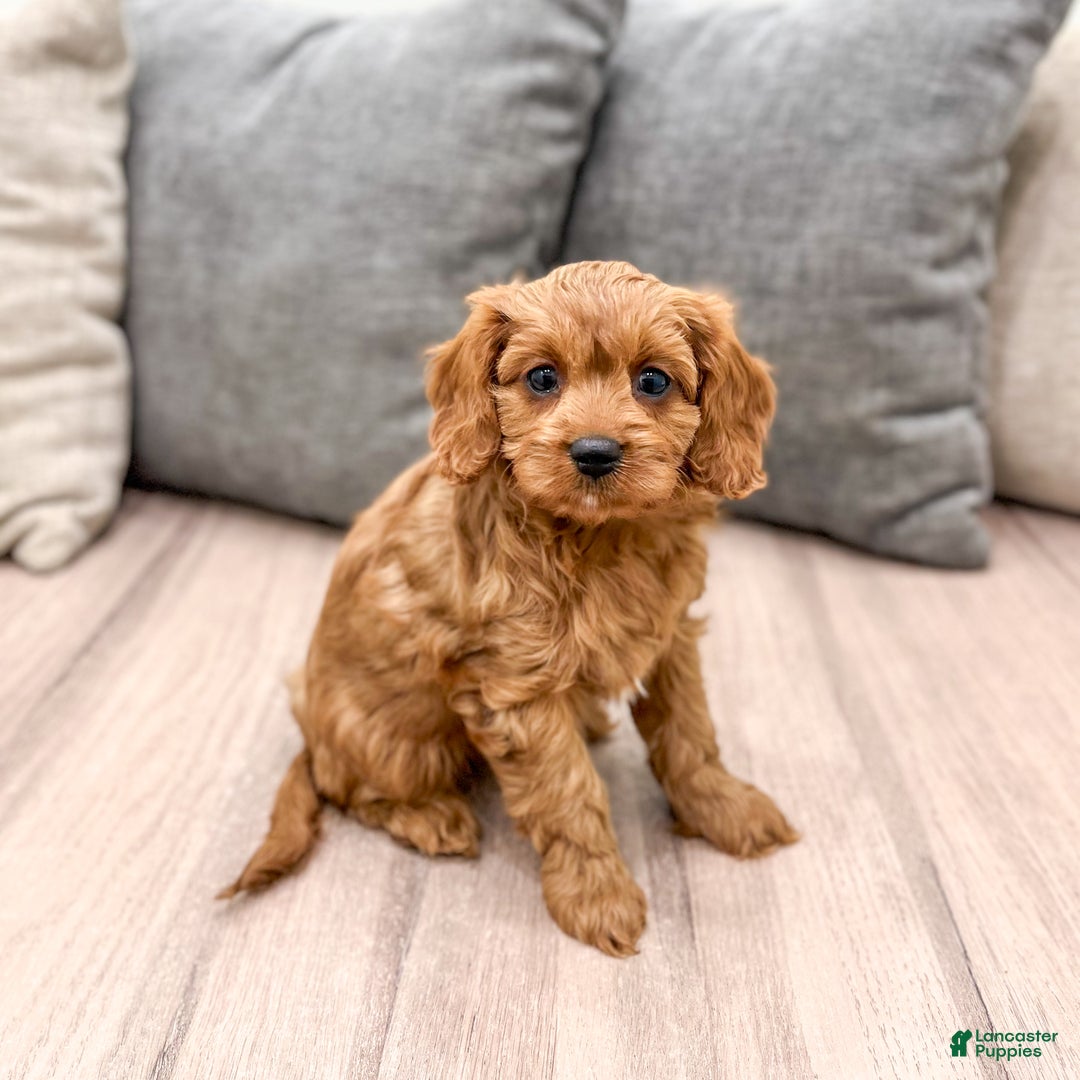 Cavapoo dogs for sale: Skye - Ad 7
