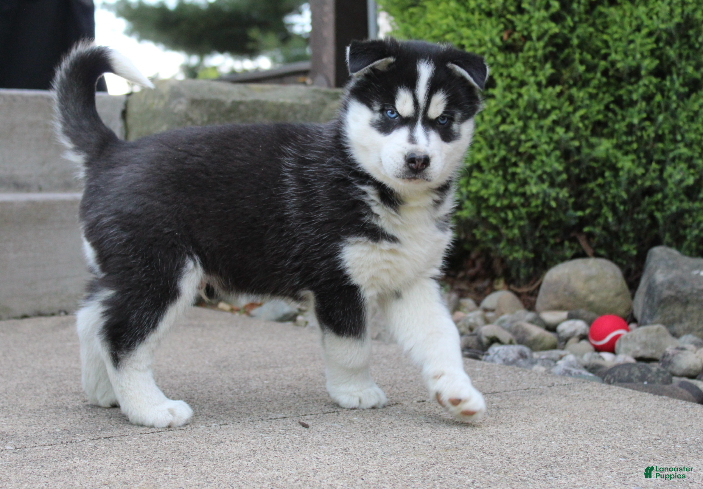 Siberian Husky dogs Dakota - Ad 1