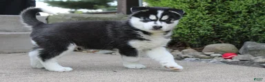Dakota