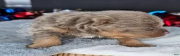 Pomeranian dogs for sale: Pepper's The Way You Make Me Feel - "Waylon" - Ad 29