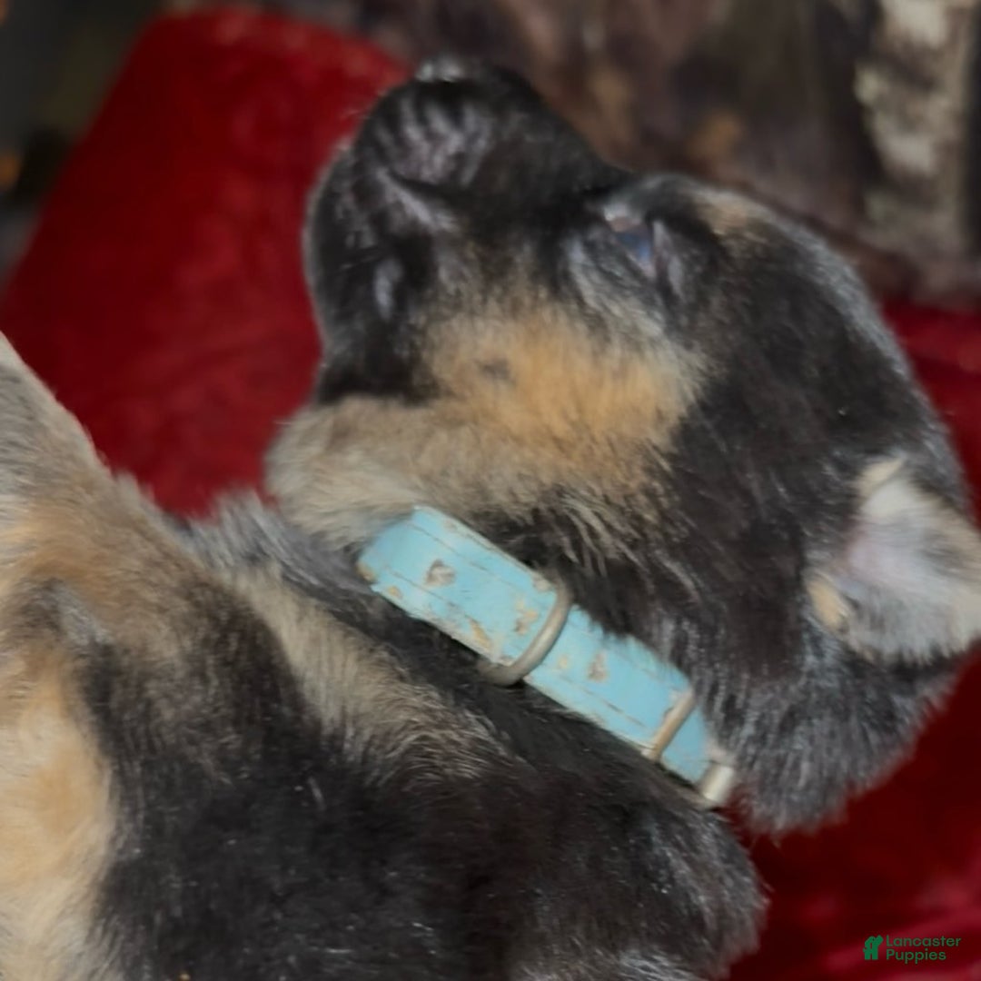 German Shepherd dogs for sale: Sr - Ad 9