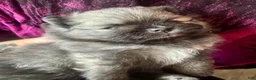 Pomeranian dogs for sale: Lara - Ad 3