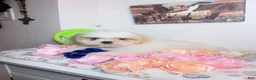 Shih Tzu dogs for sale: Azul  - Ad 1