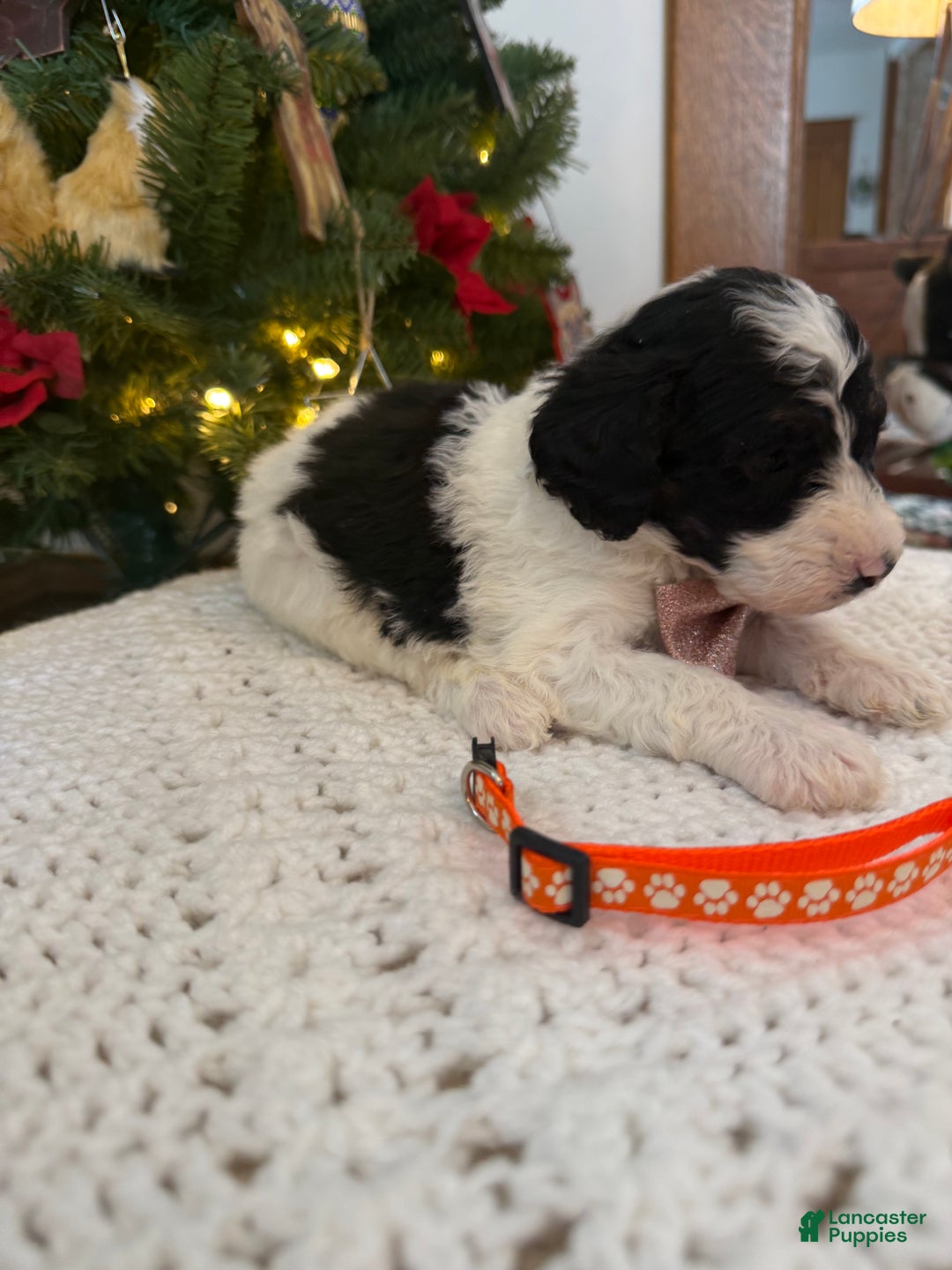 Mixed Breed dogs for sale: Finnigan - Ad 2