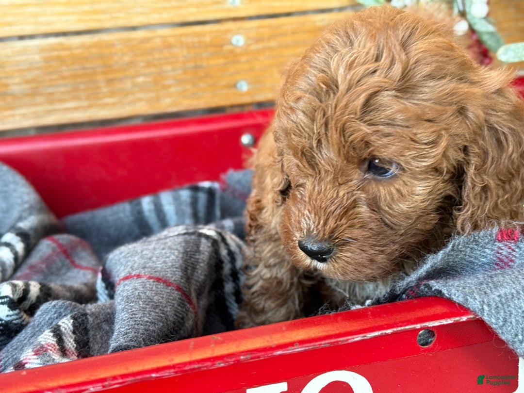 Mini Goldendoodle dogs for sale: Iris - Ad 9