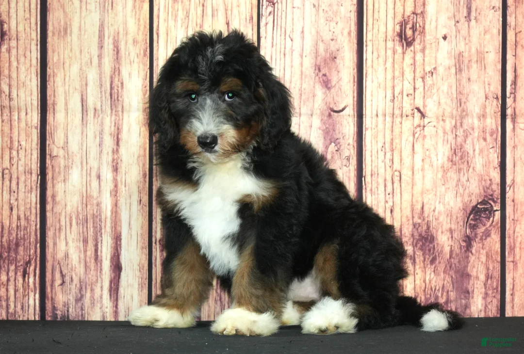 Bernedoodle dogs for sale: Annie F1 - Ad 1
