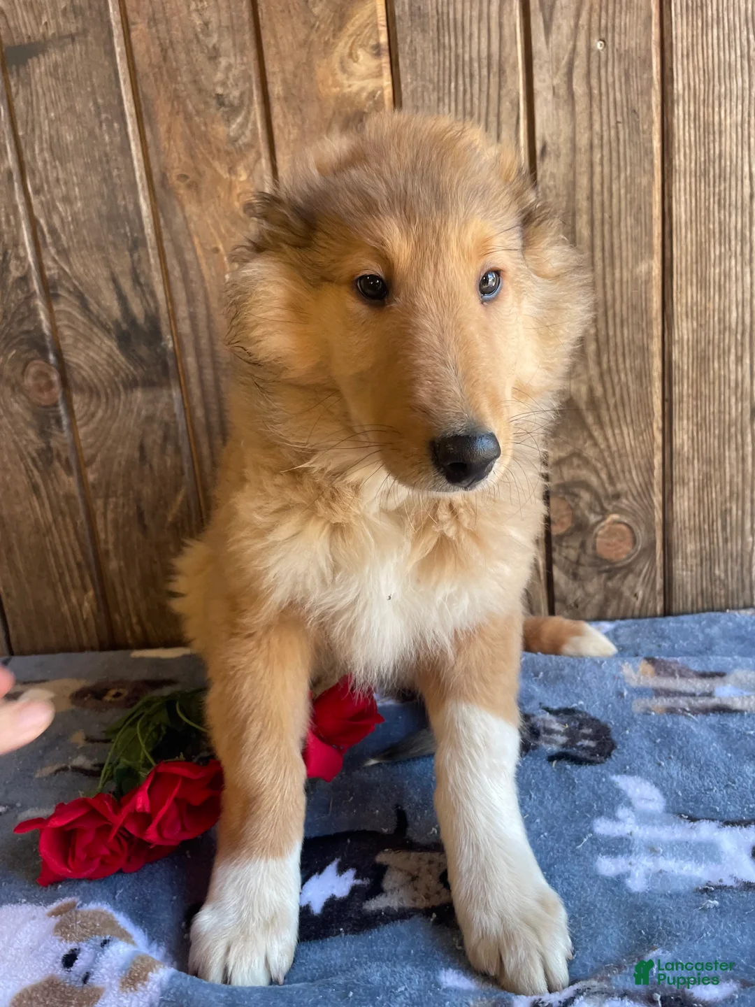Collie dogs for sale: Cooper - Ad 3