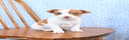 Jack Russell Terrier dogs for sale: Fudge - Ad 1