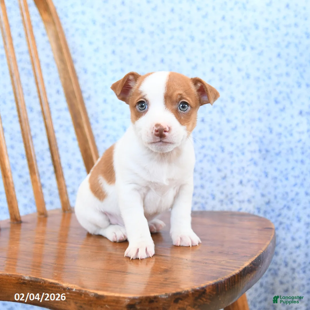 Jack Russell Terrier dogs for sale: Fudge - Ad 1