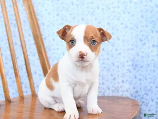 Jack Russell Terrier dogs Fudge - Ad 34