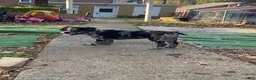 French Bulldog dogs for sale: Reema - Ad 4