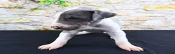 Great Dane dogs for sale: Cujo - Ad 13