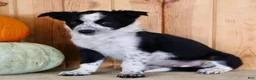 Mixed Breed dogs for sale: Betty - Ad 3