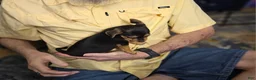 Chorkie dogs for sale: Blackie - Ad 4