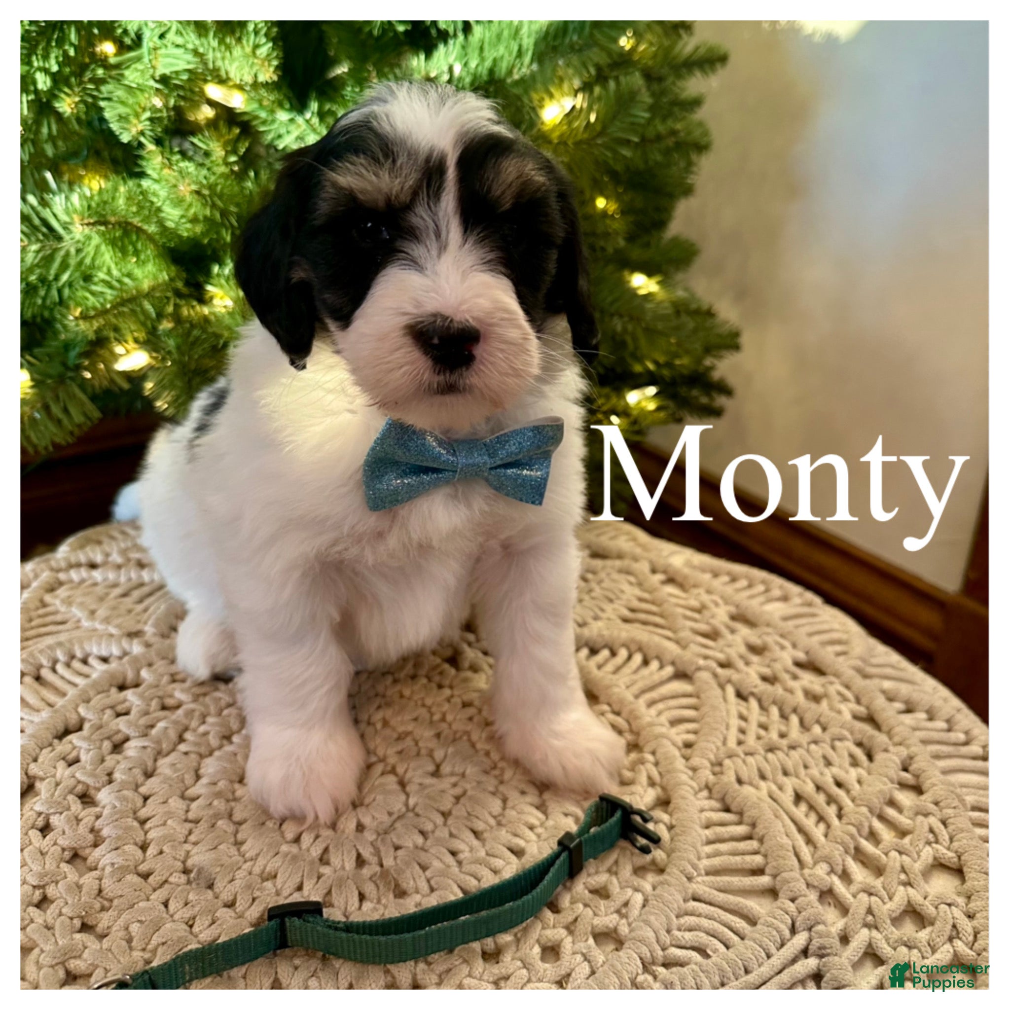 Mini Bernedoodle dogs Monty - Ad 10