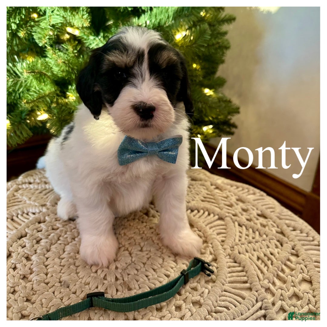 Mini Bernedoodle dogs for sale: Monty - Ad 3