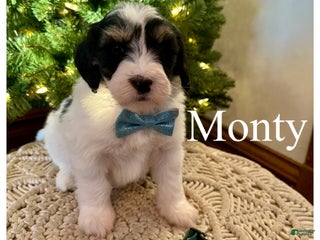 Mini Bernedoodle dogs Monty - Ad 39