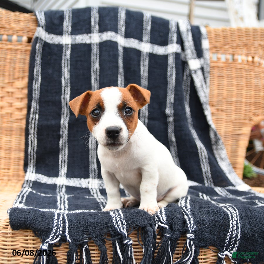 Jack Russell Terrier dogs Jill - Ad 2