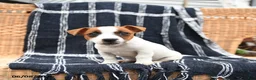 Jack Russell Terrier dogs for sale: Jill - Ad 2