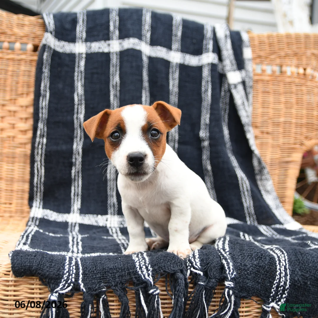 Jack Russell Terrier dogs for sale: Jill - Ad 2