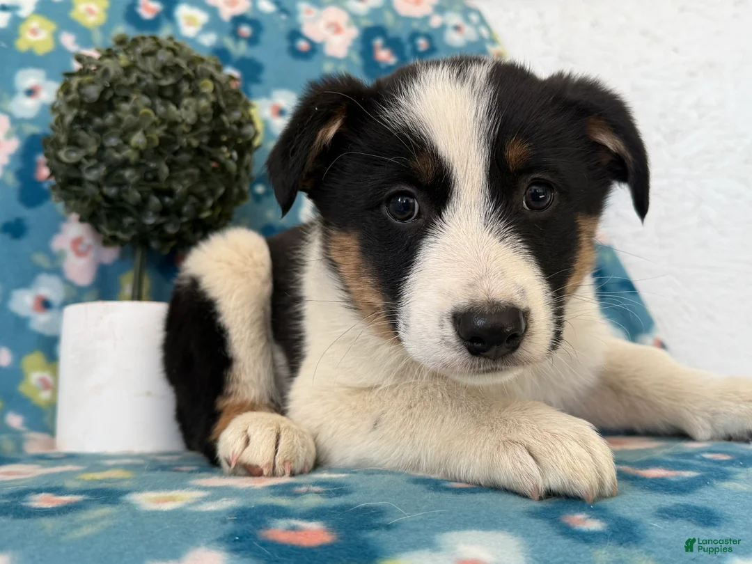 Mixed Breed dogs for sale: Sparky  - Ad 1