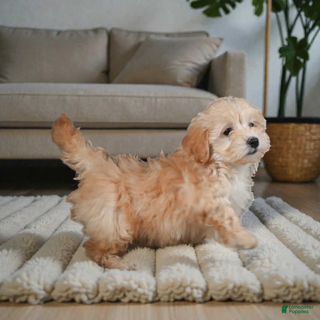 Maltipoo dogs for sale: Paris - Ad 5