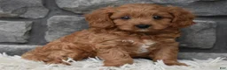 Cavapoo dogs for sale: Ranger  - Ad 1