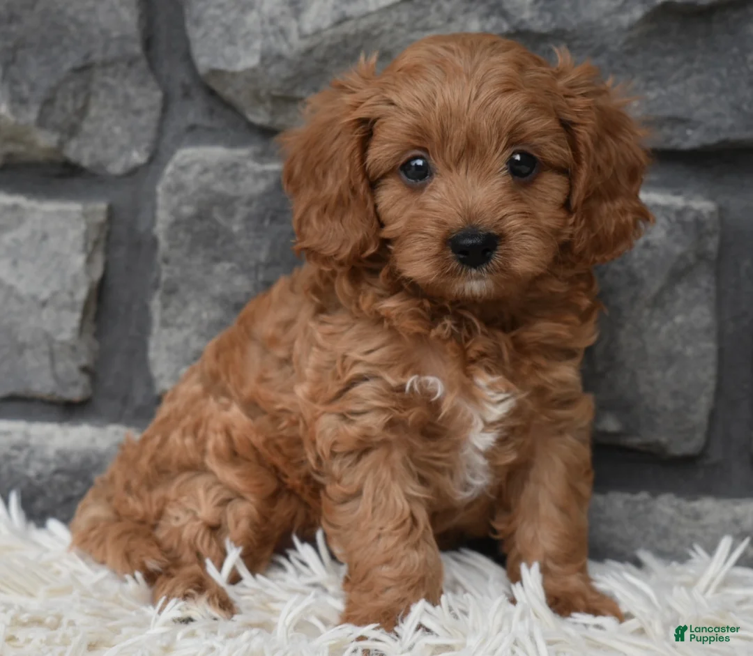 Cavapoo dogs for sale: Ranger  - Ad 1