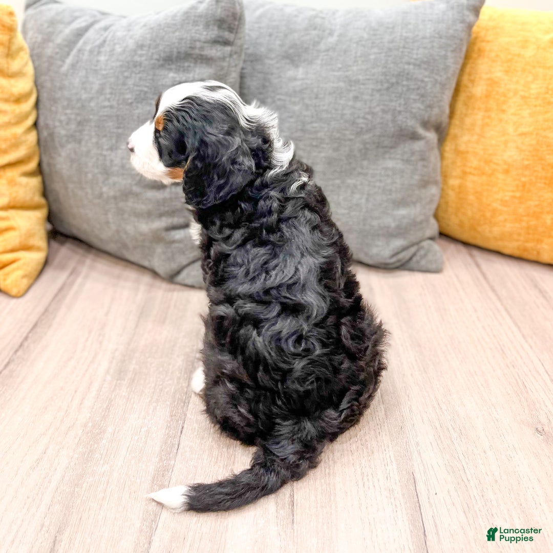 Mini Bernedoodle dogs for sale: Rocket - Ad 5